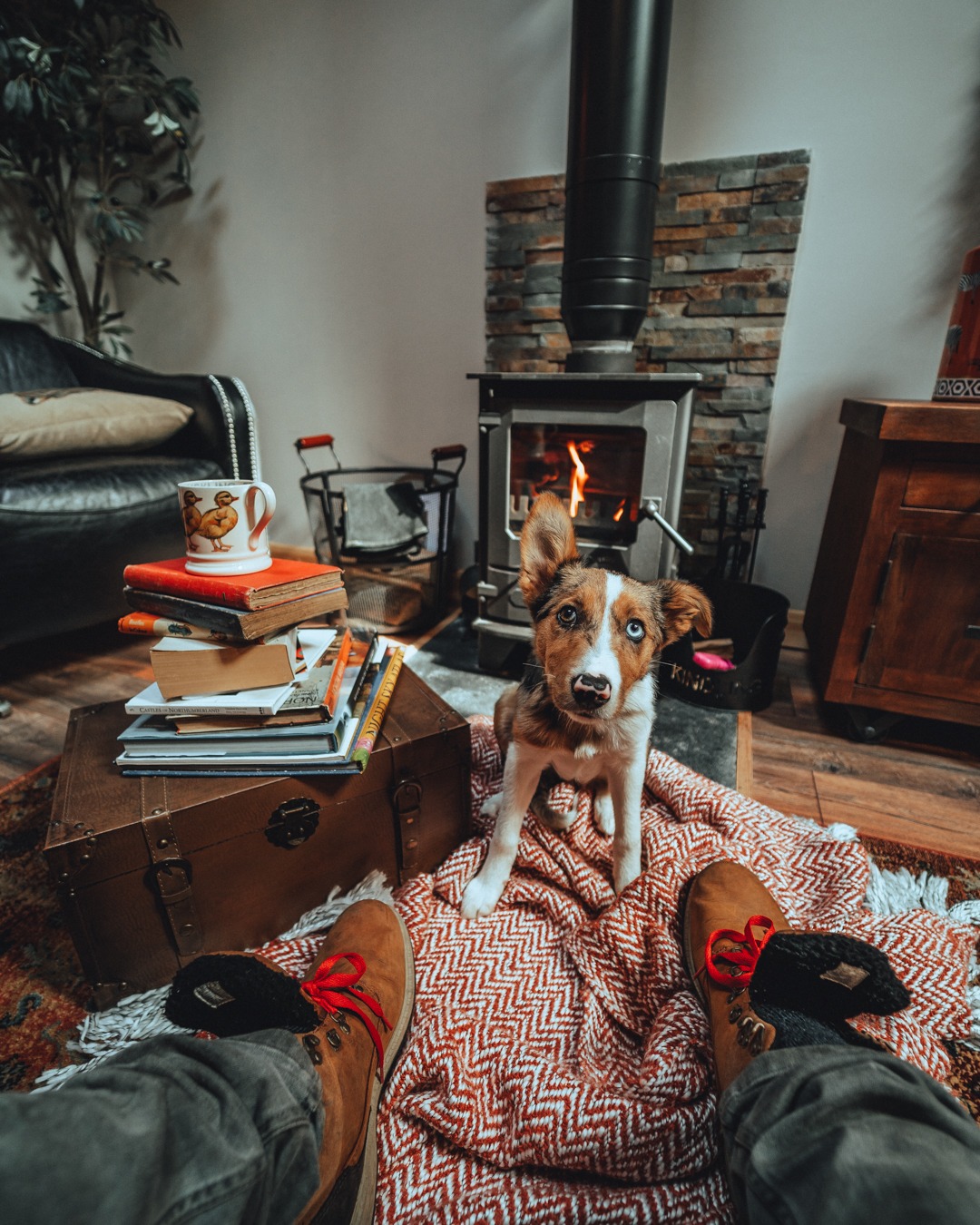 A cosy living room with a wood-burning stove and a couch. A person is sitting with their feet on a patterned blanket, facing a small dog with heterochromatic eyes. A stack of books about dog-friendly beaches and a mug are on a chest beside them. A fire burns in the stove.