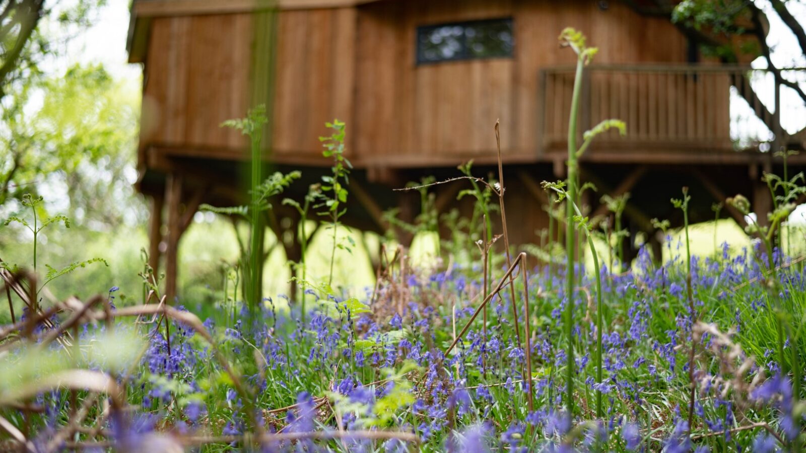 Wild Welsh Treehouses