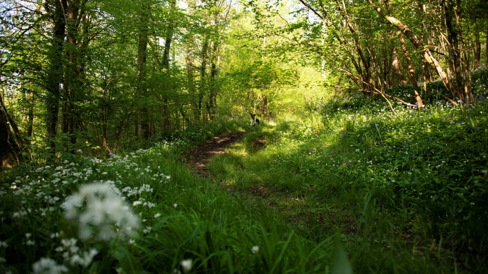 Arcadia at Westley Farm