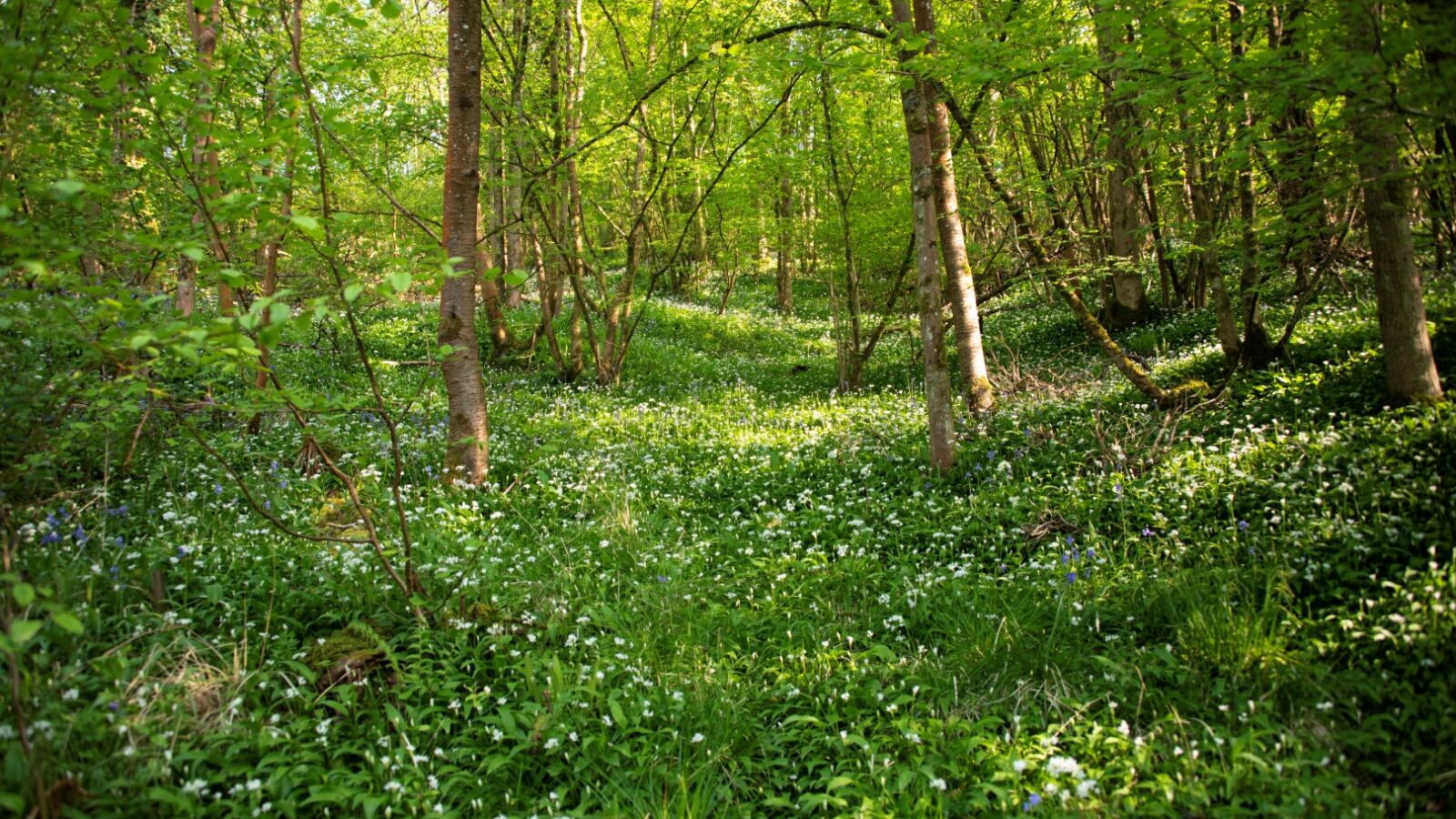 Arcadia at Westley Farm