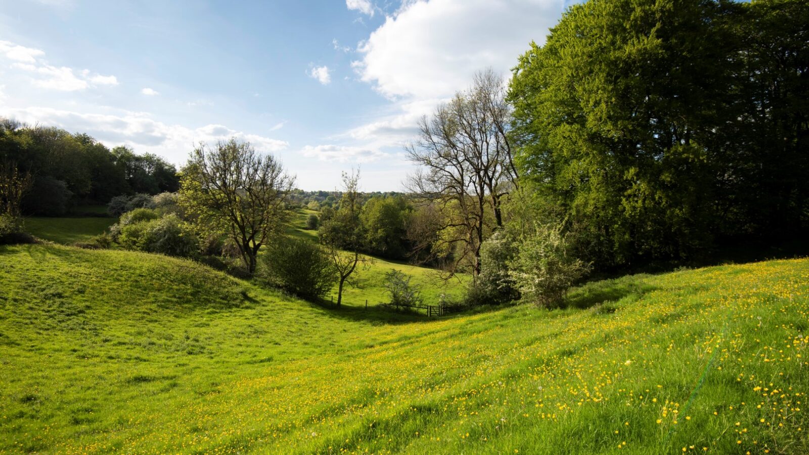 Arcadia at Westley Farm