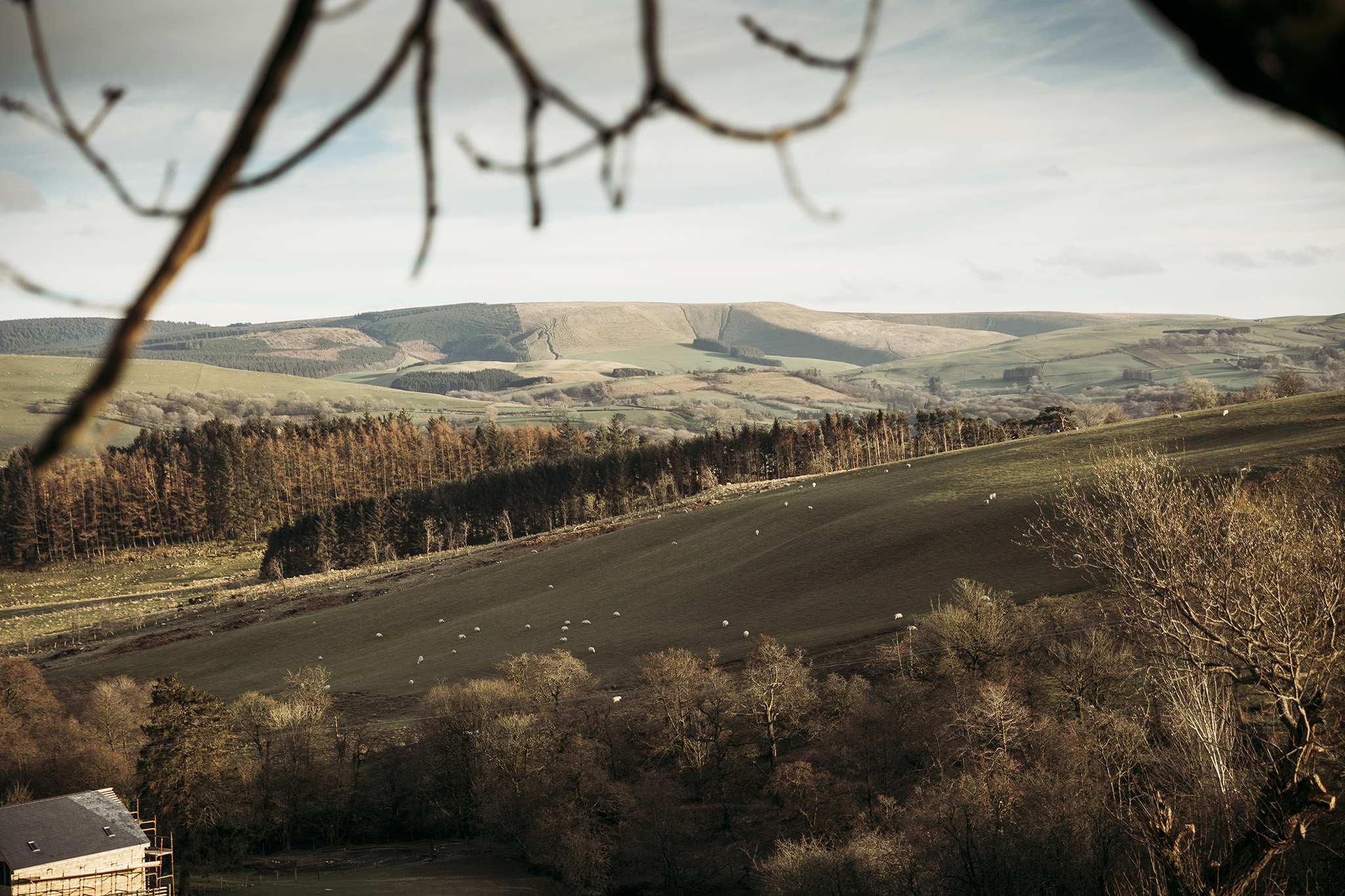 A scenic landscape featuring rolling green hills dotted with white sheep, bordered by forests under a cloudy sky. The branches of a tree hang in the foreground, partially framing the view—a perfect scene for your travel blog or next ToWander adventure story.