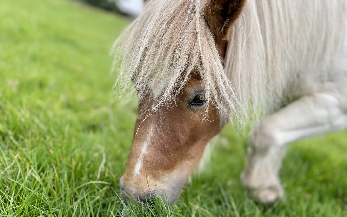 A close-up of a small pony with a flowing light-colored mane grazing on vibrant green grass in a meadow at Abbey Farm. The pony's brown and white face is prominently featured while the background is softly blurred, highlighting the serene outdoor setting perfect for glamping enthusiasts.