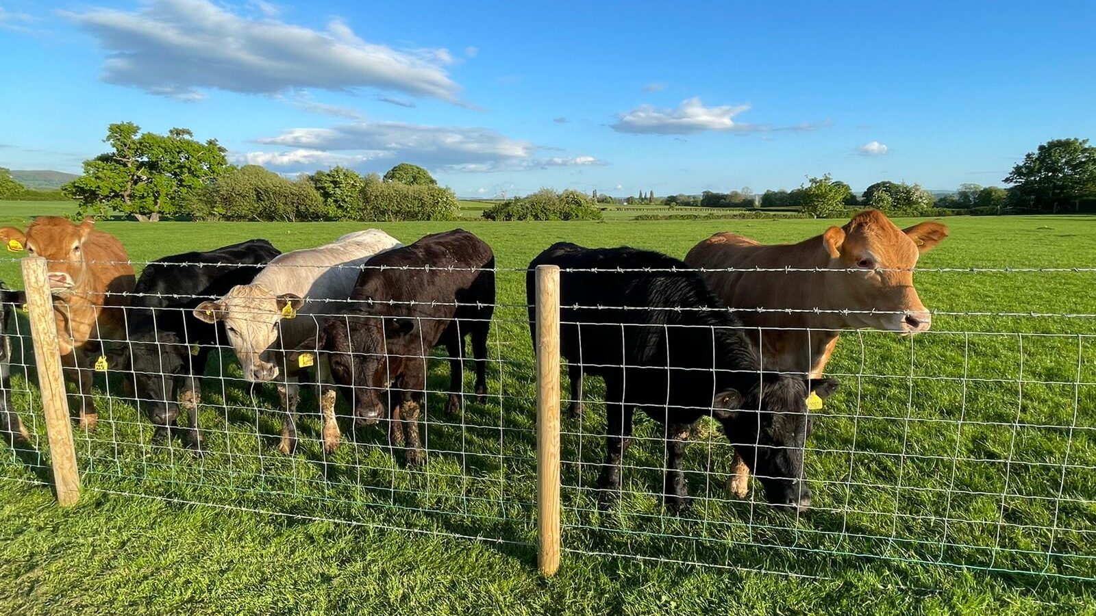 A group of cows stands behind a wire fence on a grassy field at Abbey Farm under a clear blue sky with scattered clouds. The sun is shining, casting long shadows, and green trees and bushes are visible in the background, making it perfect for glamping.