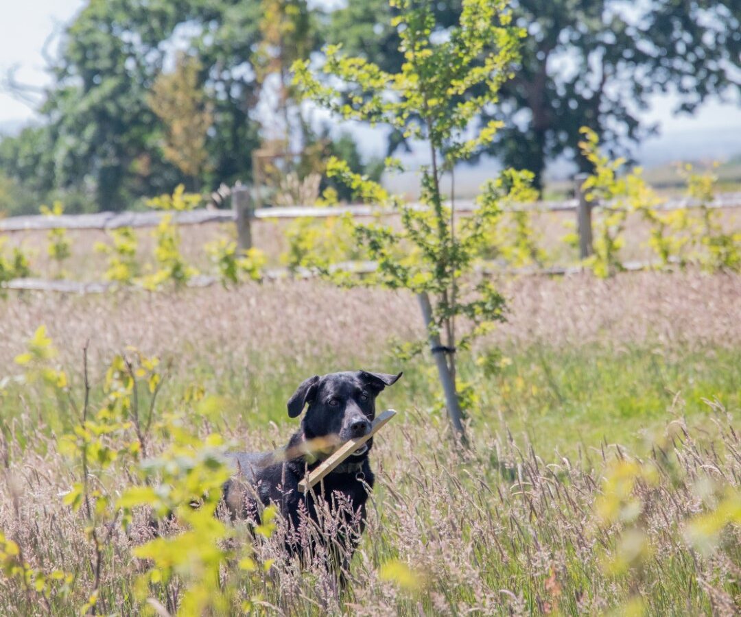 A black dog stands in tall grass, holding a stick in its mouth. Set against the backdrop of a sunny, slightly hazy day with trees and a wooden fence near Barnhorn Glamping, the field is lush and green, dotted with wildflowers.