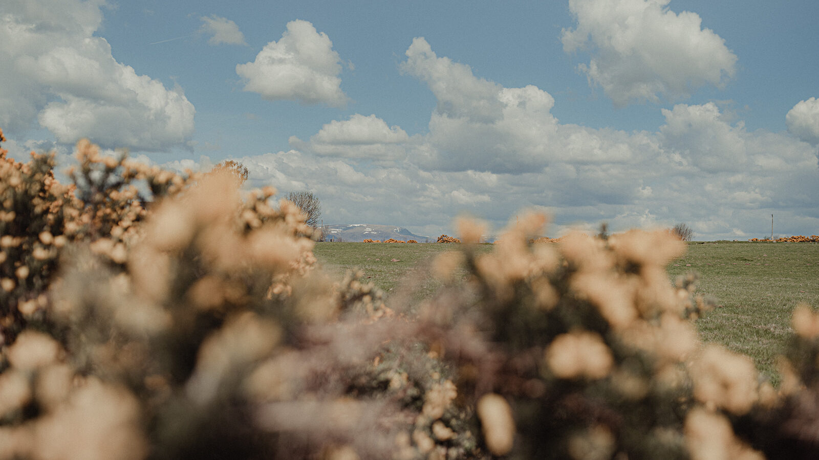 A landscape photo featuring a grassy field under a partly cloudy sky, perfect for those staying at Big Sky Lodges. In the foreground, there are blurred bushes with yellowish flowers. In the background, distant rolling hills or mountains add to the serene and natural atmosphere.