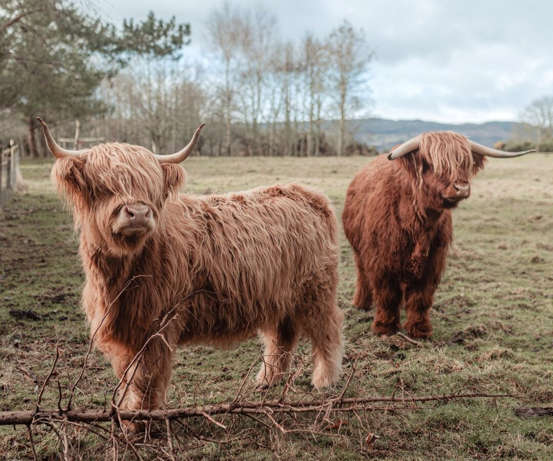 Two Highland cows with long, shaggy coats and large curved horns stand in a grassy field. One cow is closer to the camera, looking directly forward, while the other is slightly behind, facing sideways. Trees and hills can be seen in the background, creating an idyllic scene reminiscent of Big Sky Lodges.