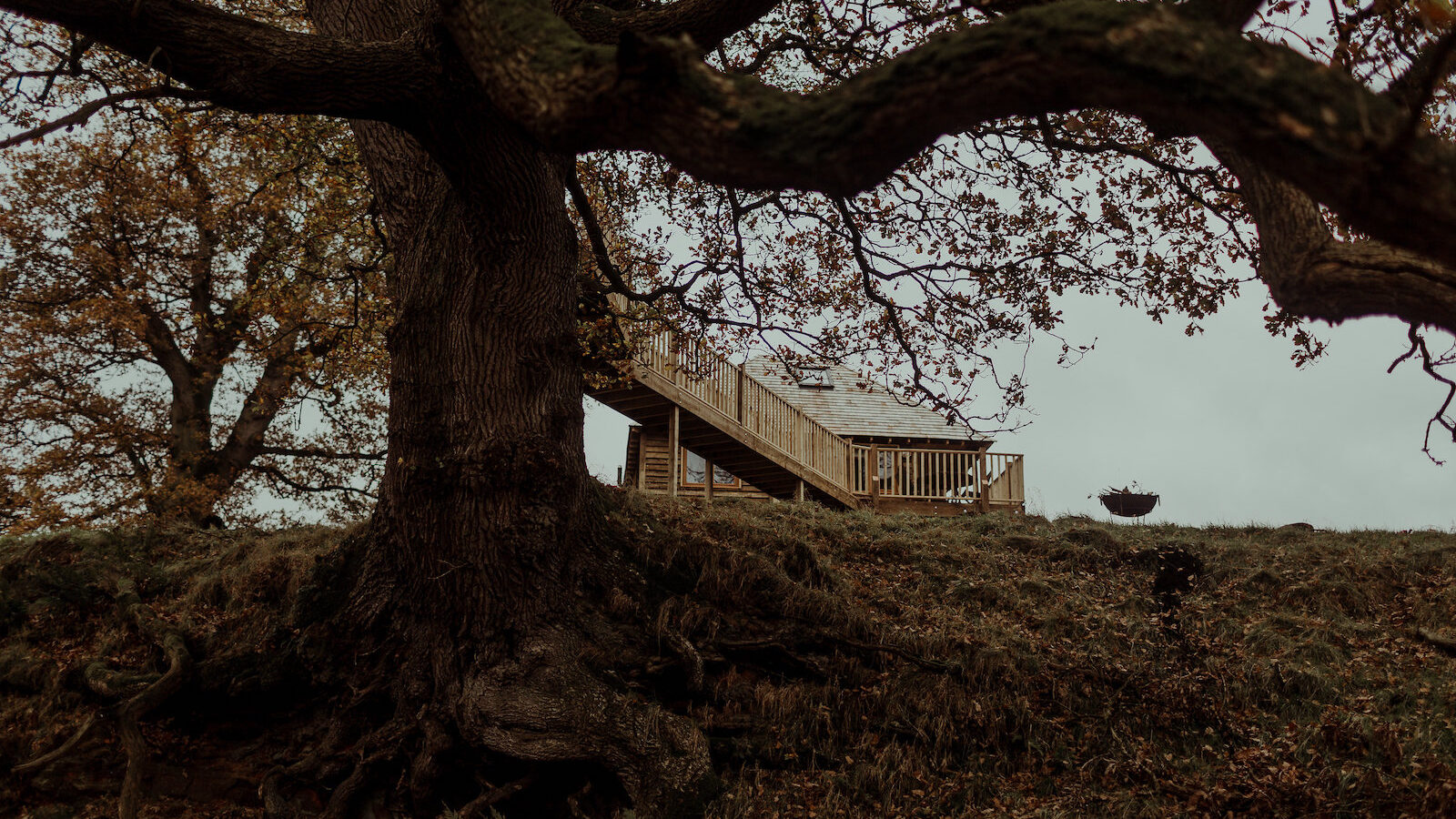 The Netherby Treehouse, a wooden treehouse rental with a metal roof, stands elevated on stilts among large trees. Nestled in a grassy area with autumn leaves scattered on the ground and under an expansive tree with thick, twisted branches, the sky above is overcast.