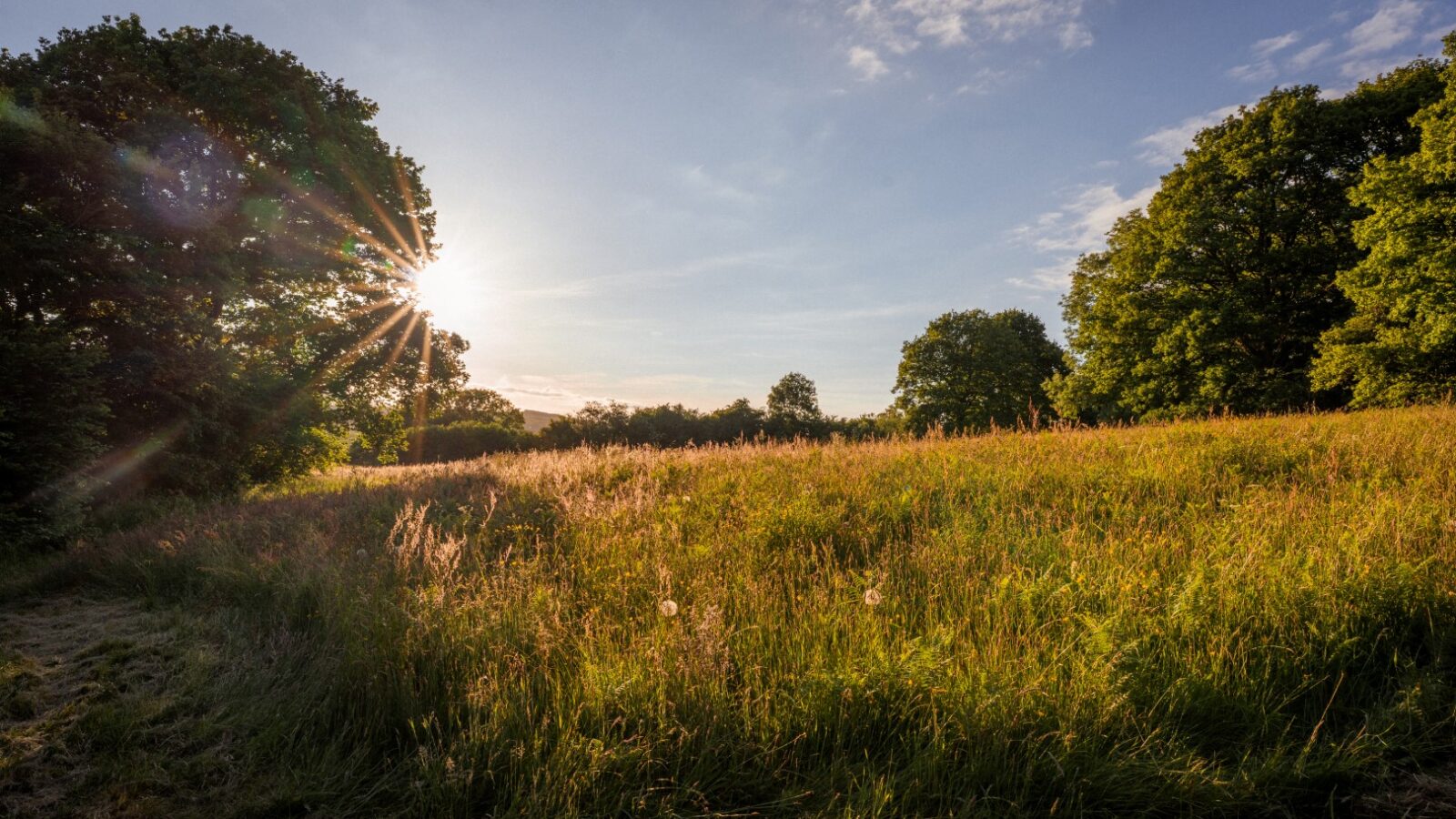 A tranquil meadow bathed in golden sunlight during late afternoon. The sun peers through the branches of a large tree on the left, casting a warm glow over the tall grass and wildflowers near Cobnut Cabin. The sky is clear with a few scattered clouds, and dense trees line the meadow at Ritty Retreats.