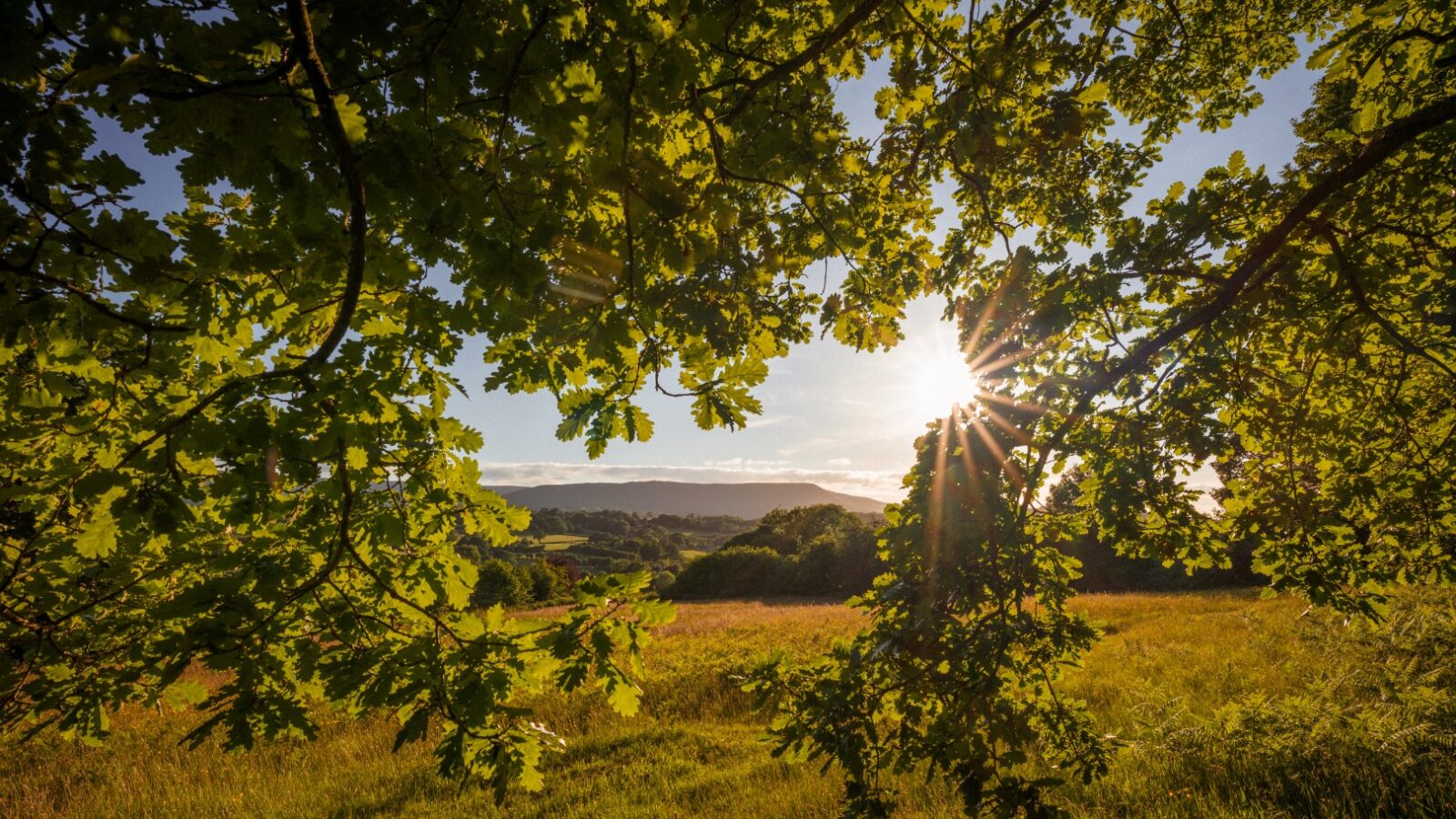 Sunlight filters through the leaves of a large oak tree, casting a warm glow on a serene meadow below. Rolling hills and distant trees are visible in the background. The sky is clear with a few clouds, adding to the tranquil, picturesque landscape surrounding Cobnut Cabin at Ritty Retreats.