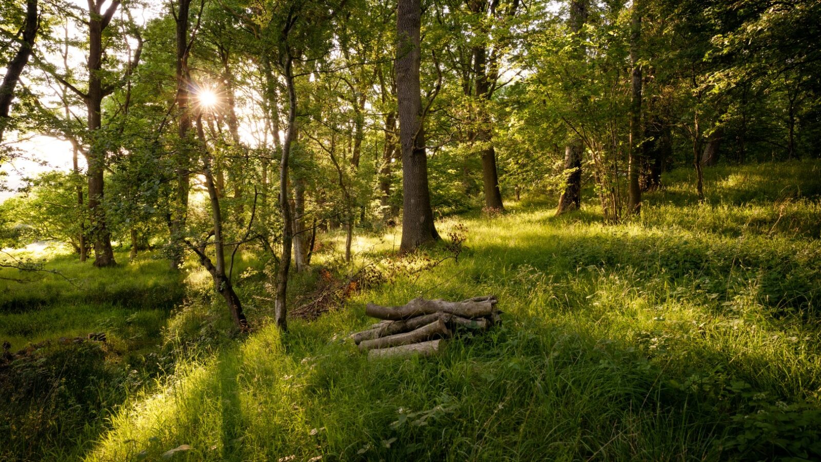 A peaceful forest scene with sunlight filtering through green foliage. The forest floor is covered in lush grass, and a few logs are stacked in the foreground. Tall trees create a serene canopy, casting dappled shadows throughout the area, making it an ideal spot for Ritty Retreats' Cobnut Cabin.