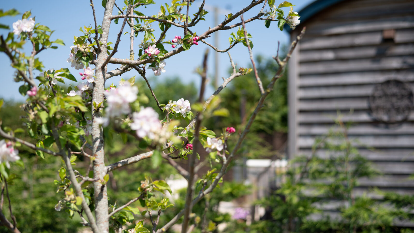 A close-up of branches with blooming flowers in shades of pink and white, set against a backdrop of greenery and a rustic shepherd's hut with a curved roof. The sky above is clear and blue, giving a bright and serene ambiance to the scene.