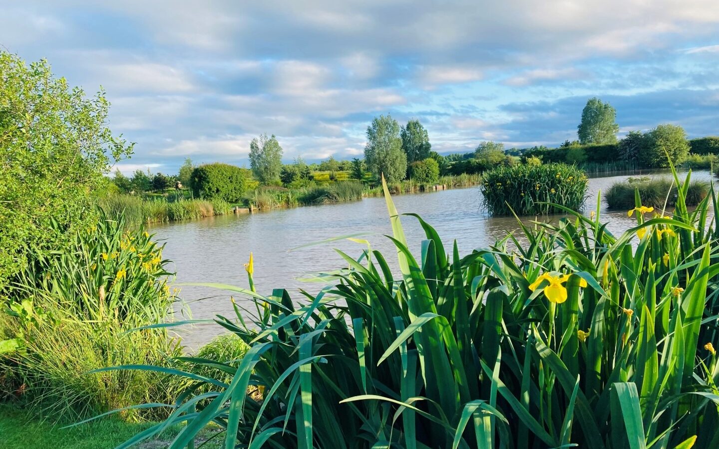 A serene pond surrounded by lush greenery and tall grass with yellow flowers in the foreground. Trees and shrubs line the water's edge, and the sky above is filled with fluffy clouds, casting a calm and peaceful atmosphere—a perfect new glamping spot within a rustic farm setting.