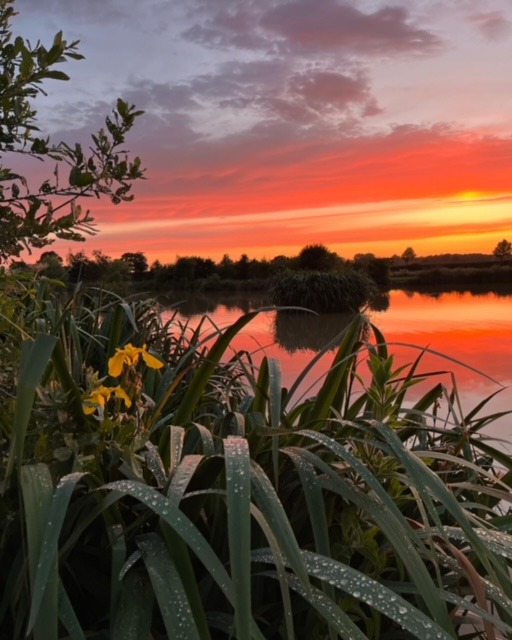 A serene lake scene at sunset, with a vibrant orange and pink sky reflecting on the water. In the foreground, tall green grasses and yellow flowers glisten with dewdrops. The New Farm glamping site is nestled nearby, where trees and bushes line the horizon, silhouetted against the colorful sky.