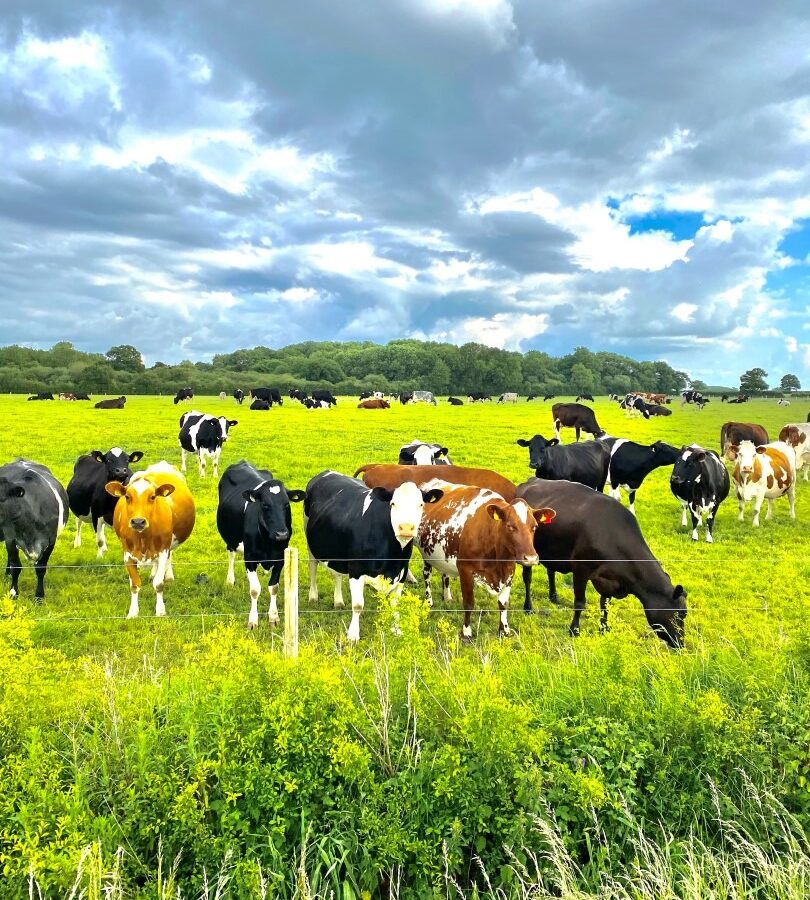 A herd of cows of various colors, including black and white, brown, and spotted patterns, graze on a lush green field under a partly cloudy sky. The tranquil farm is surrounded by tall grass and bushes, with trees visible in the background, creating an ideal glamping experience.