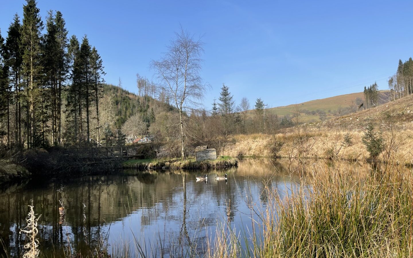 Trallwm Forest Cottages