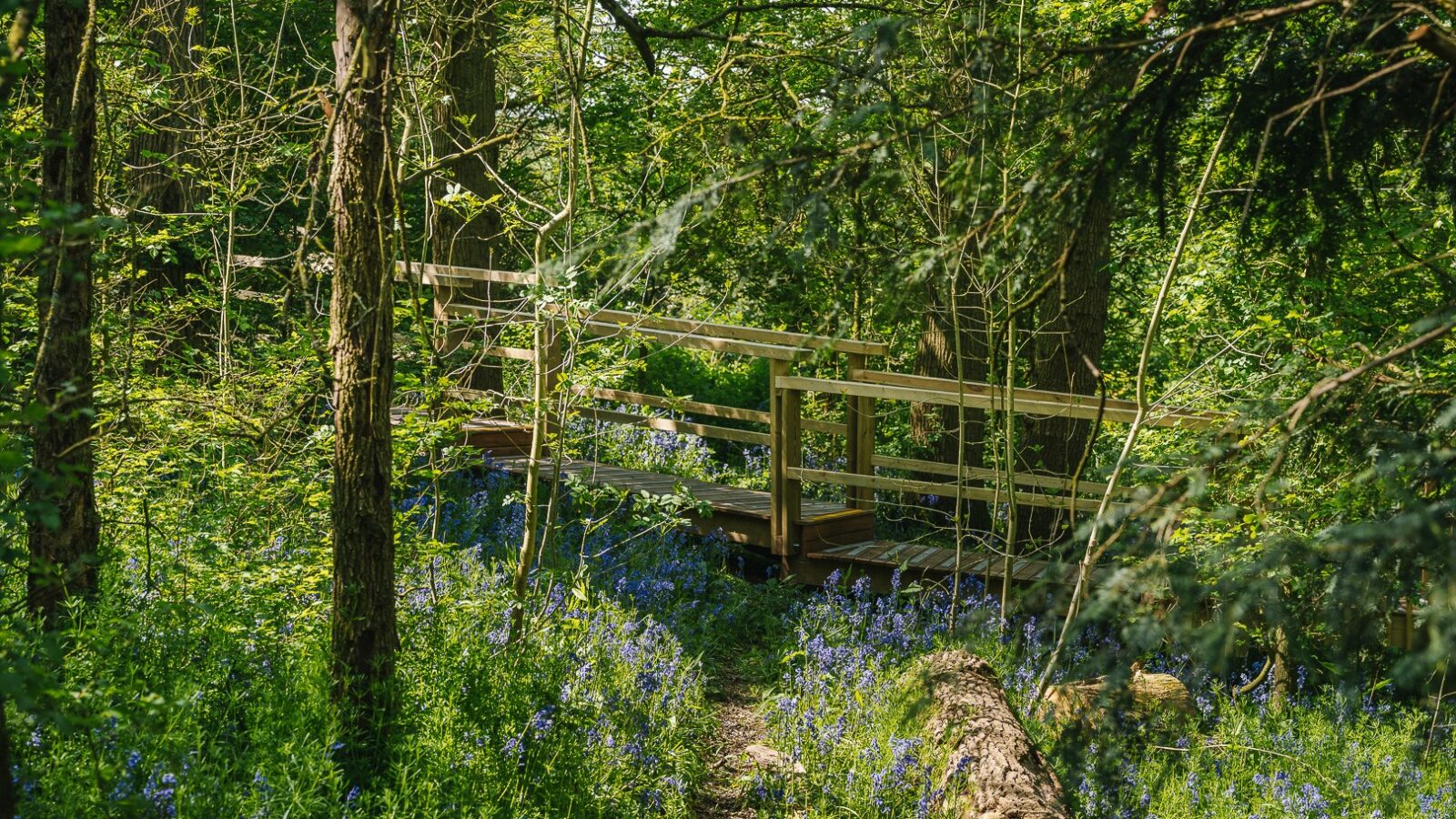 A wooden footbridge surrounded by lush greenery and bluebell flowers in full bloom spans a small forest path. Tall trees and dense foliage create a serene and natural setting, with dappled sunlight filtering through the branches. Nearby, charming treehouses add to the enchanting Rewild Things experience.