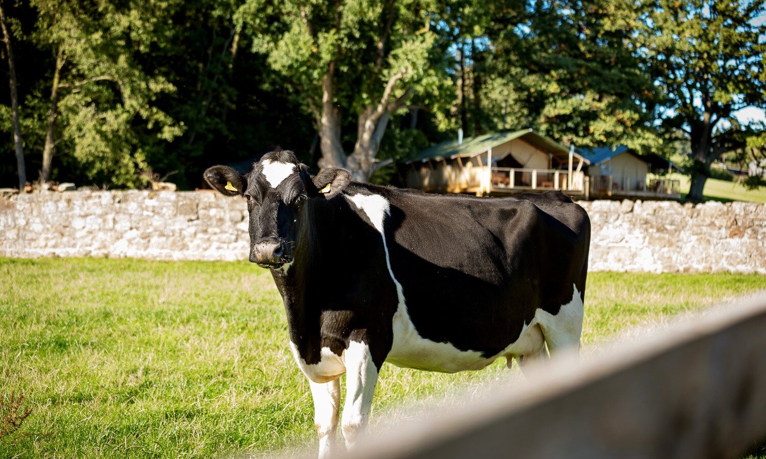 Sweeney Farm Glamping