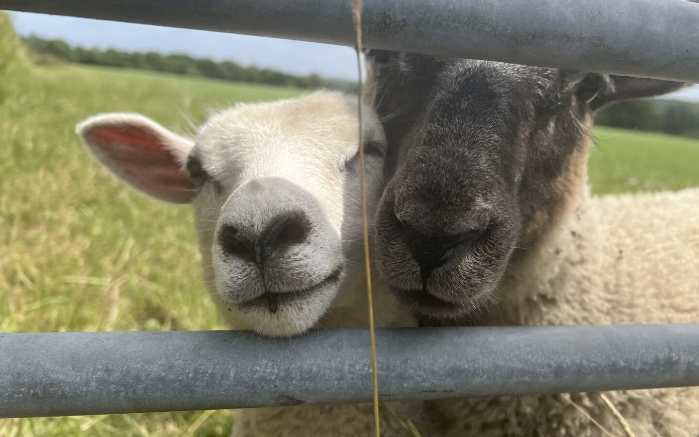 Two sheep with their faces pressed together, one with white wool and the other with dark wool, nuzzle against a metal fence at The Perch. A grassy field and a blue sky with clouds can be seen in the background.