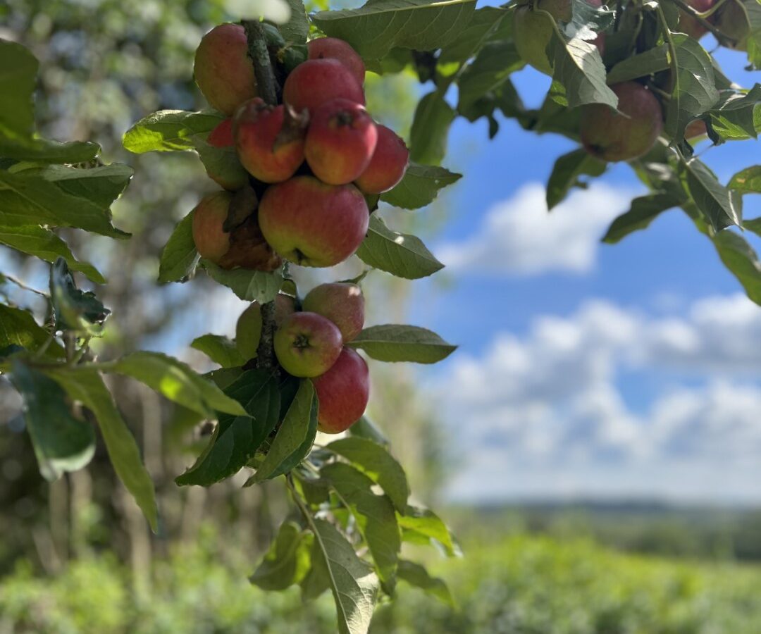 Close-up of clusters of red apples hanging from a tree with green leaves. The background, aptly called 