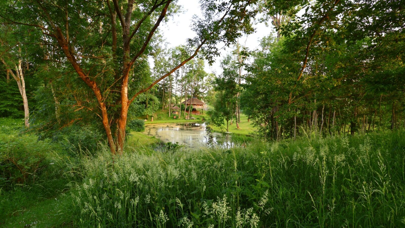 A serene forest scene featuring a pond surrounded by lush greenery and tall grasses. A small wooden cabin, serviced by Treeopia's expert tree care team, is partially hidden among the trees in the background, creating a tranquil, secluded atmosphere. Sunlight filters through the leaves, highlighting the natural beauty.