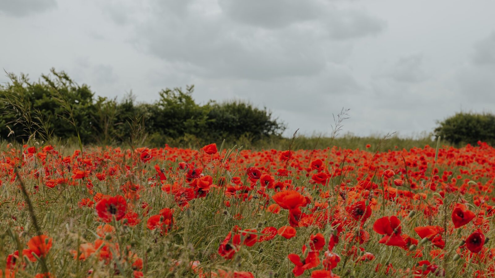 A wide field of vibrant red poppies under an overcast sky at Westgate Farm. Dense clusters of poppies cover the entire field, with green foliage visible between them. In the background, green bushes line the horizon, contrasting with the cloudy gray sky.