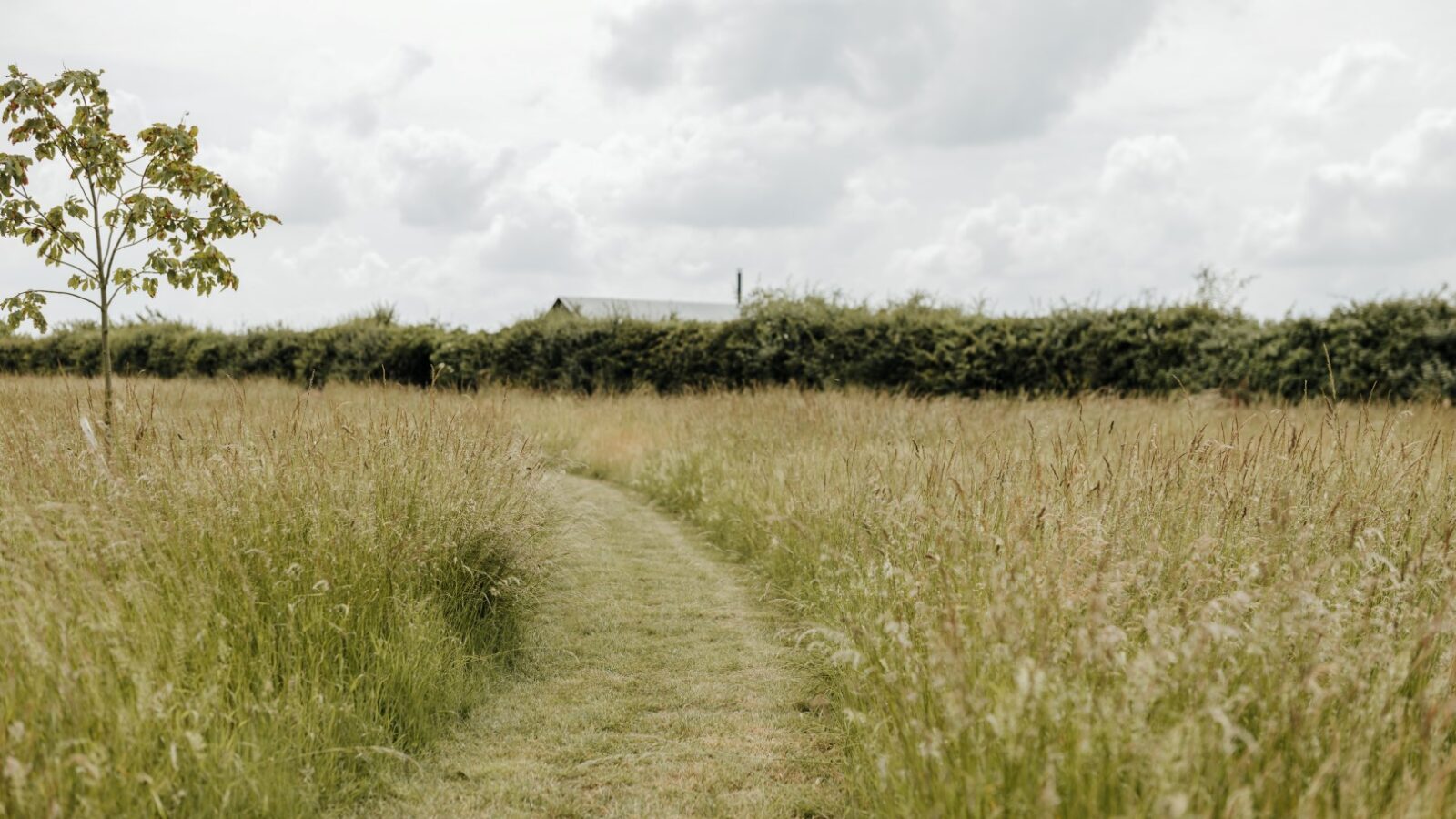 A narrow, grassy path winds through a field of tall grass and wildflowers at Westgate Farm, leading towards a hedge and faintly visible structures in the distance. A small tree stands to the left under a cloudy sky.