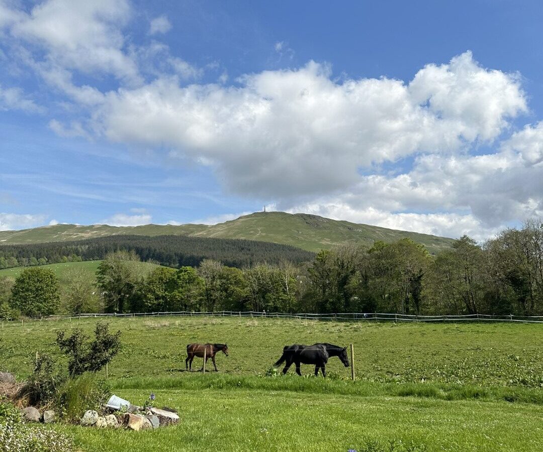 A pastoral scene features two horses grazing in a lush green field under a bright blue sky with scattered clouds. In the background, rolling hills and distant trees are visible. The top corner of the image shows a bit of an umbrella’s edge, hinting at a nearby glamping site in Freedom Fields.
